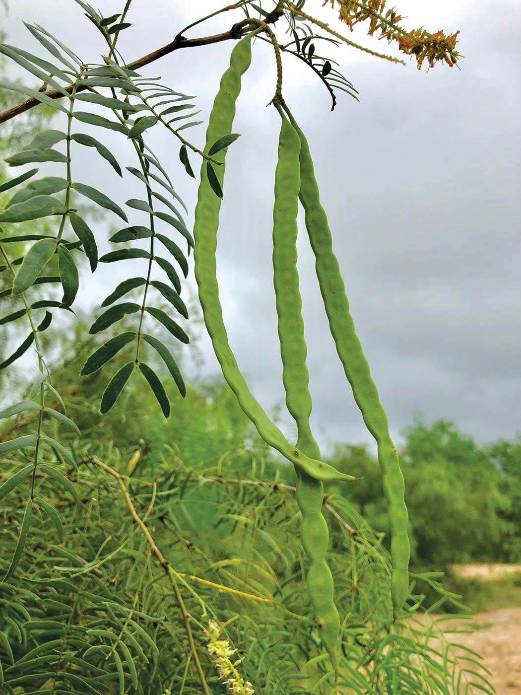 The Texas Mesquite Bean Edible Rio Grande Valley