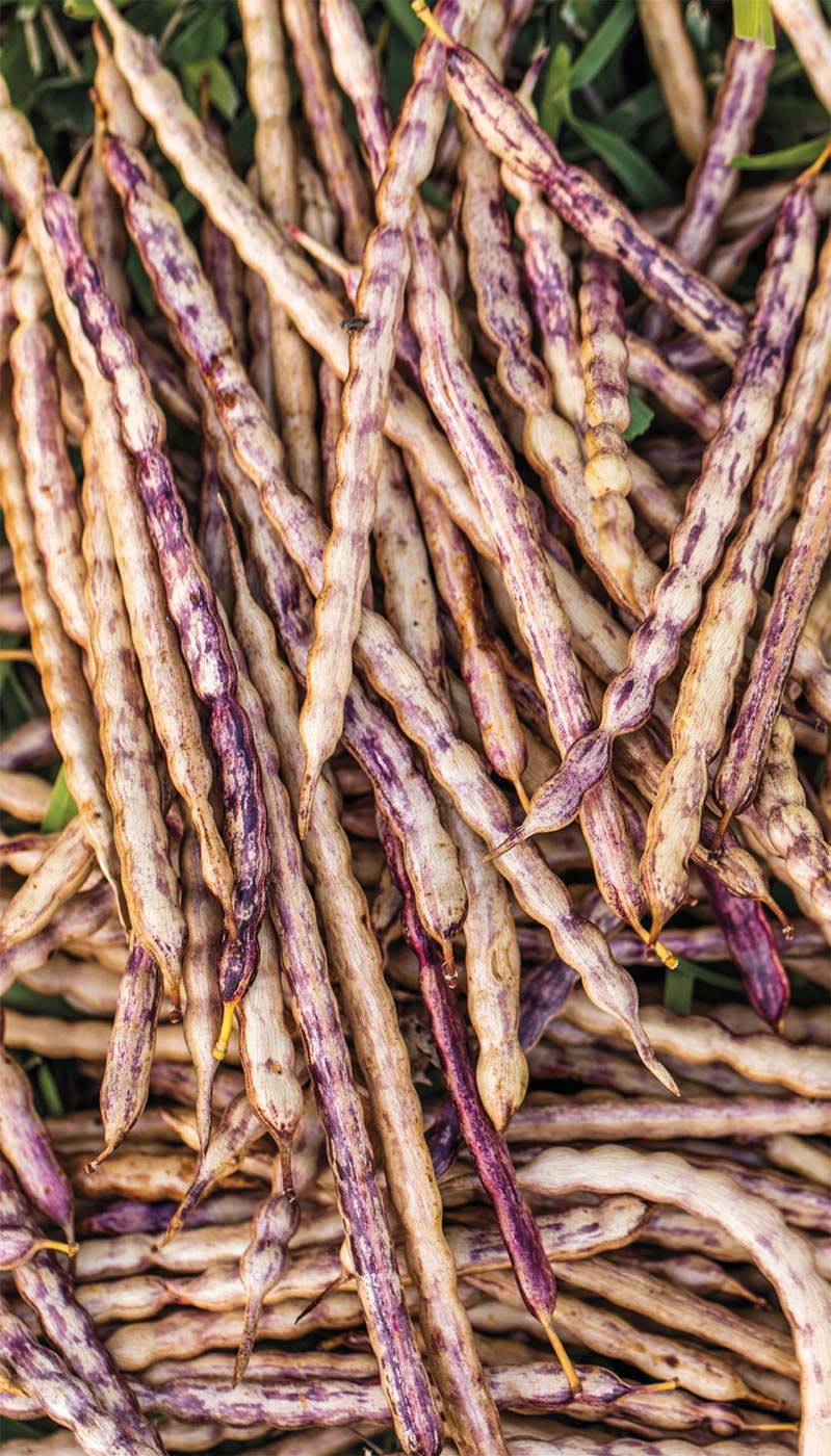 The Texas Mesquite Bean Edible Rio Grande Valley